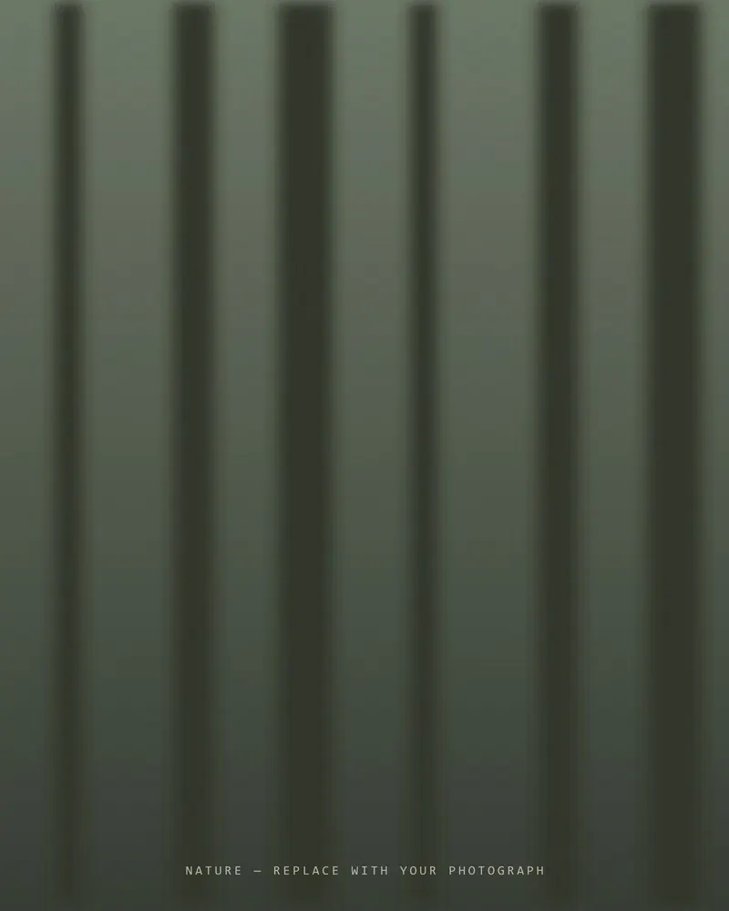 Tall trees in a quiet forest (placeholder image)